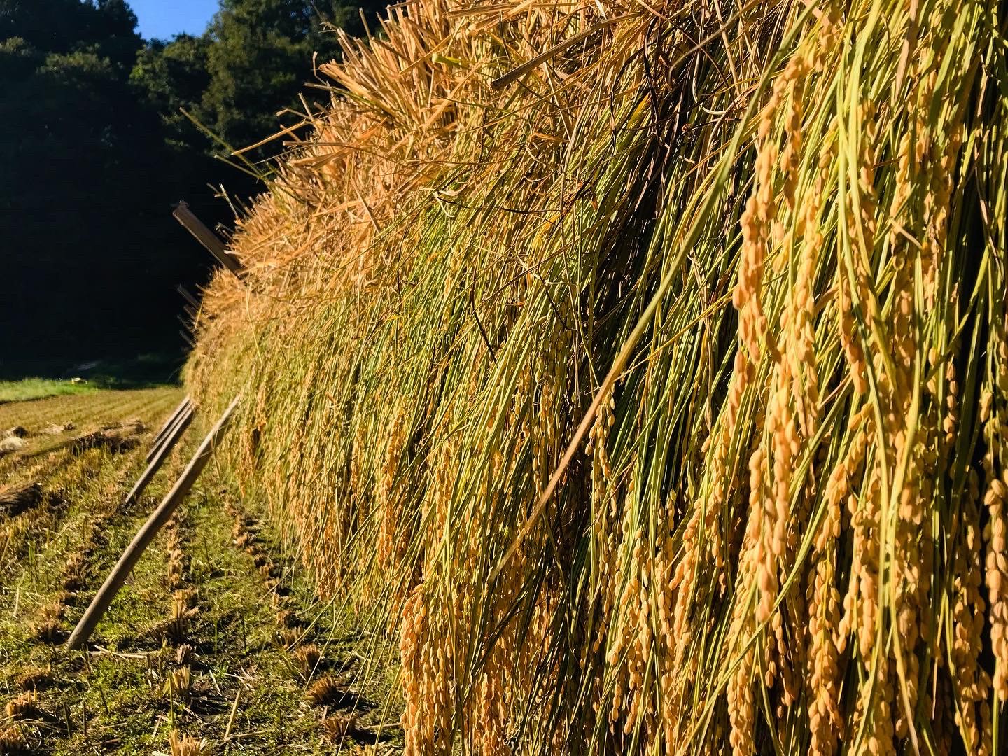 お米を自分の手で育てる