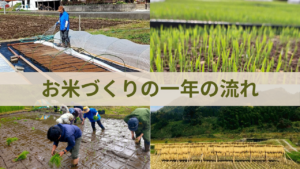 お米づくりの1年の流れ